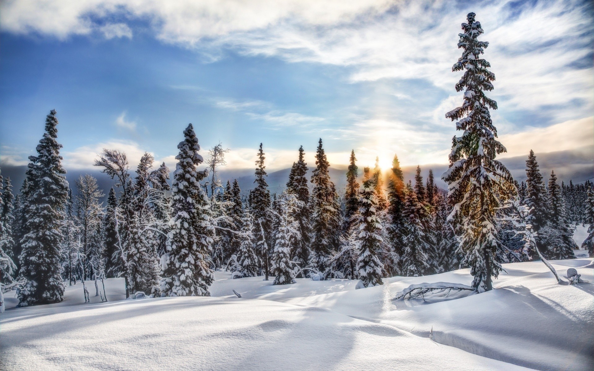 europa neve inverno freddo gelo legno congelato albero abete evergreen stagione abete paesaggio scenic ghiaccio natale montagna pino meteo nevoso conifere