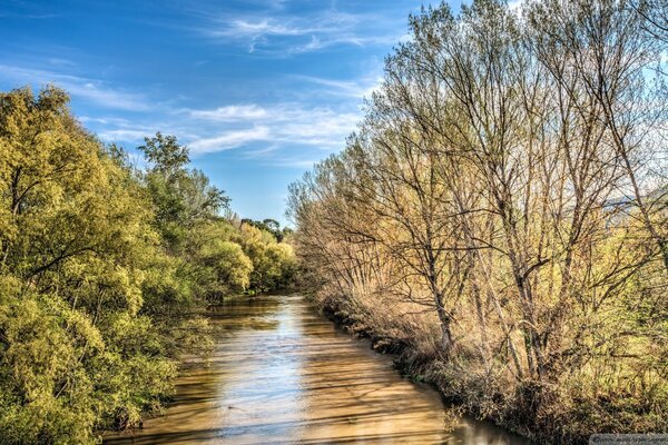 Paysage d arbres dans la nature