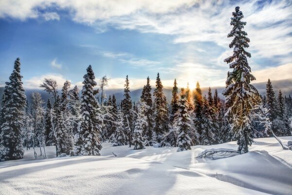 Hiver froid dans la forêt de neige