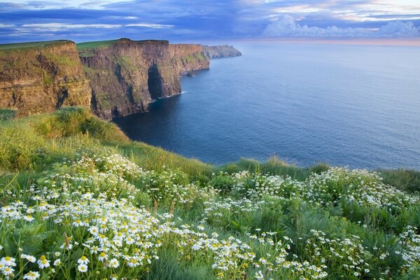 Gänseblümchen auf einer Klippe am blauen Meer