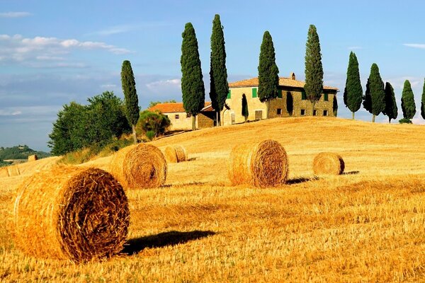 Balle di paglia dorate sul campo