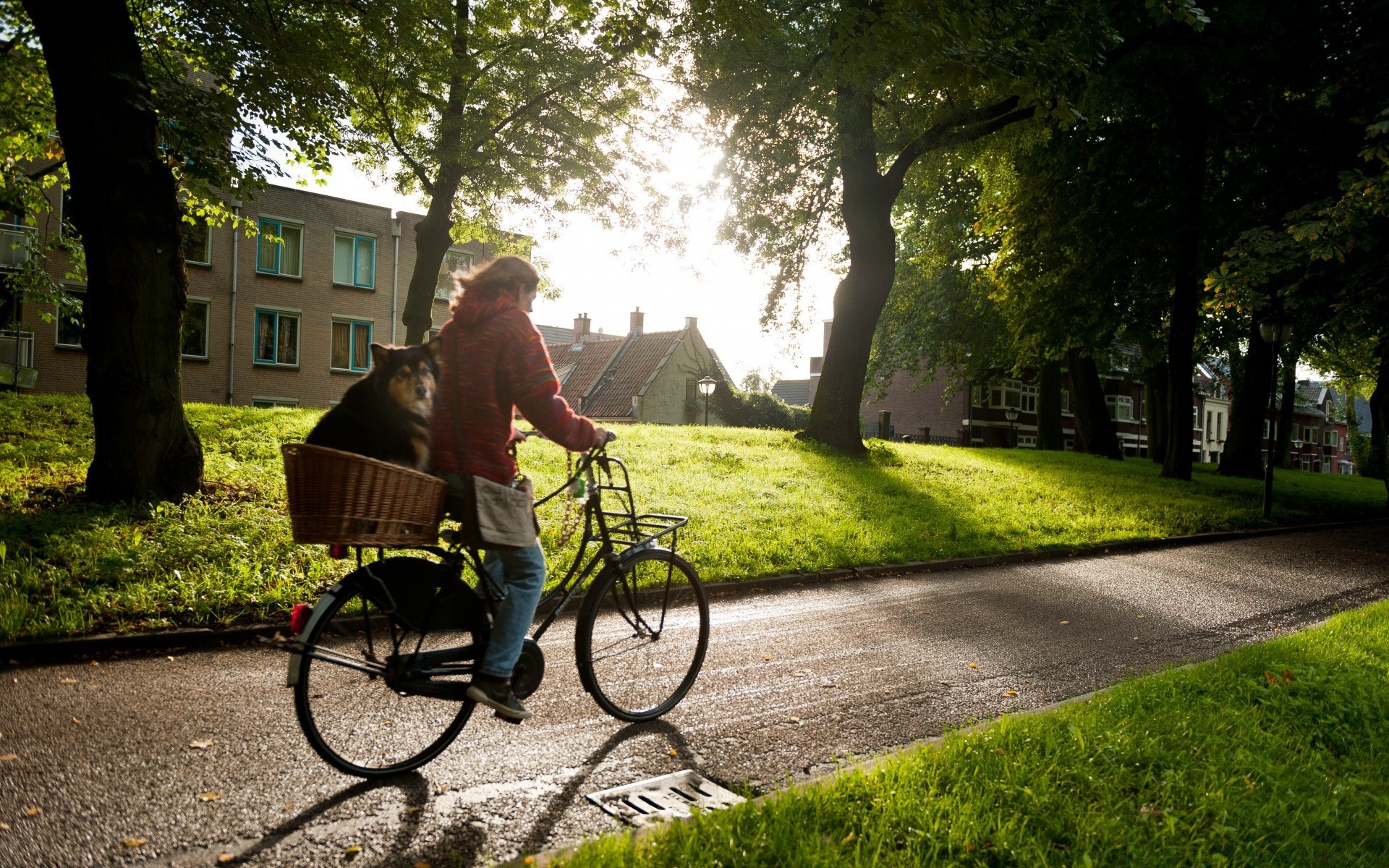 europe road wheel park street cyclist grass bench tree transportation system pavement bike landscape outdoors seat