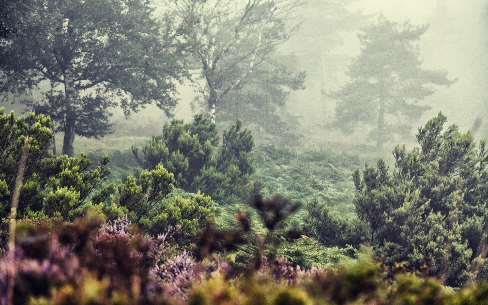 europe tree landscape nature outdoors wood sky scenic flora travel mountain hill sight summer environment grass leaf fog