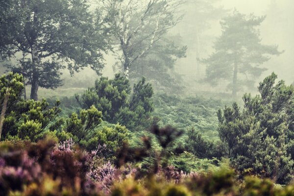 Nebel im europäischen Sommerwald