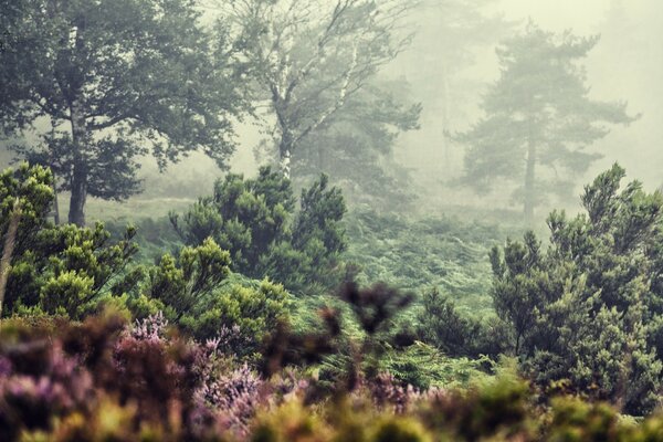 Туман в летнем европейском лесу