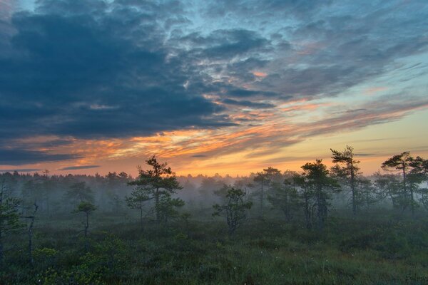 Reisen durch Europa. Sonnenuntergang im Wald