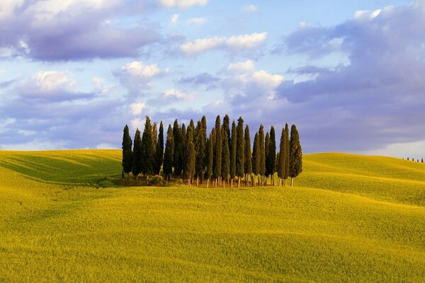 Bosque hasta el cielo en el campo amarillo