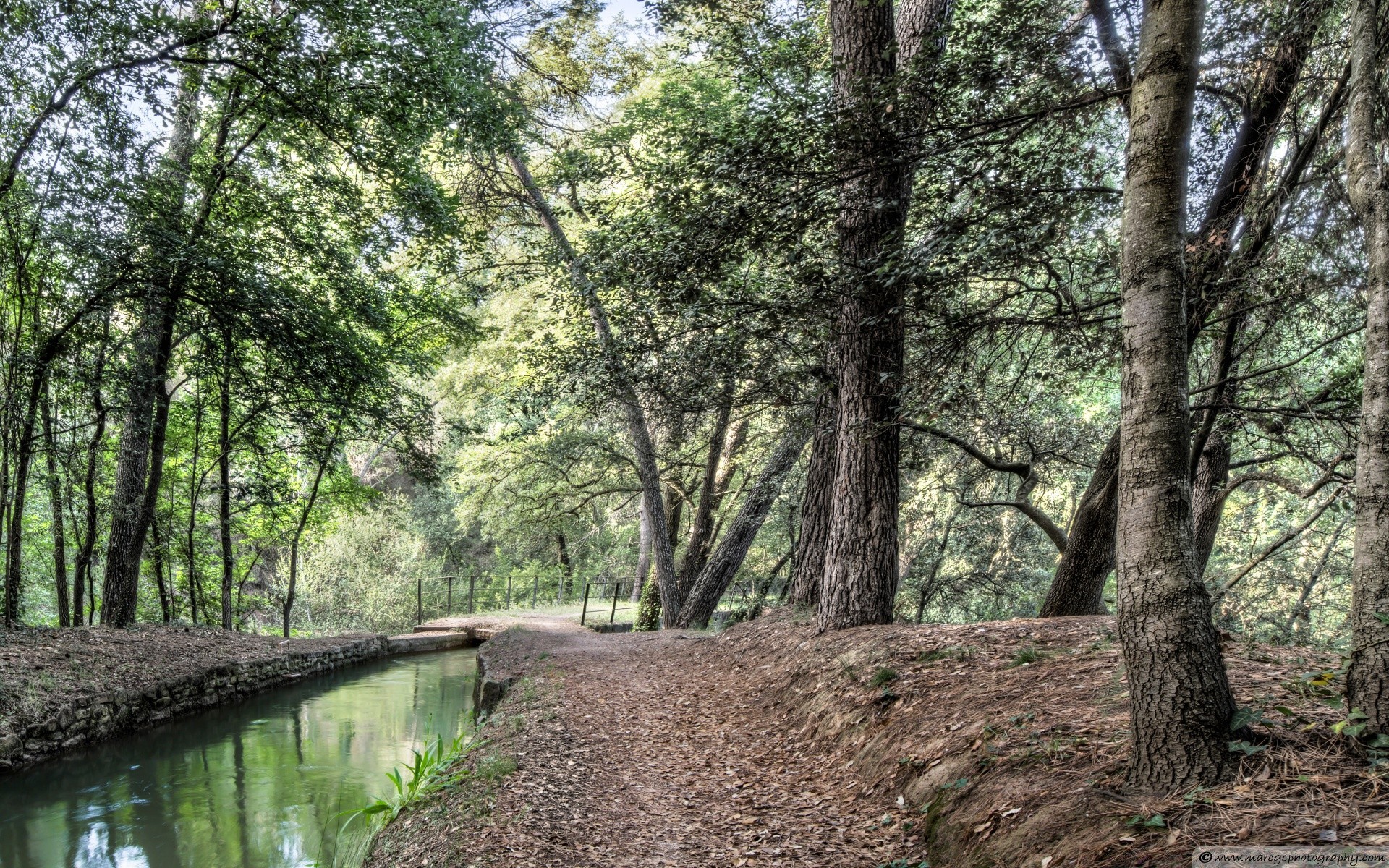 avrupa ahşap doğa manzara ağaç açık havada yaprak flora park çevre yaz sezon rehberlik güzel hava patika çimen kırsal su güneş şube