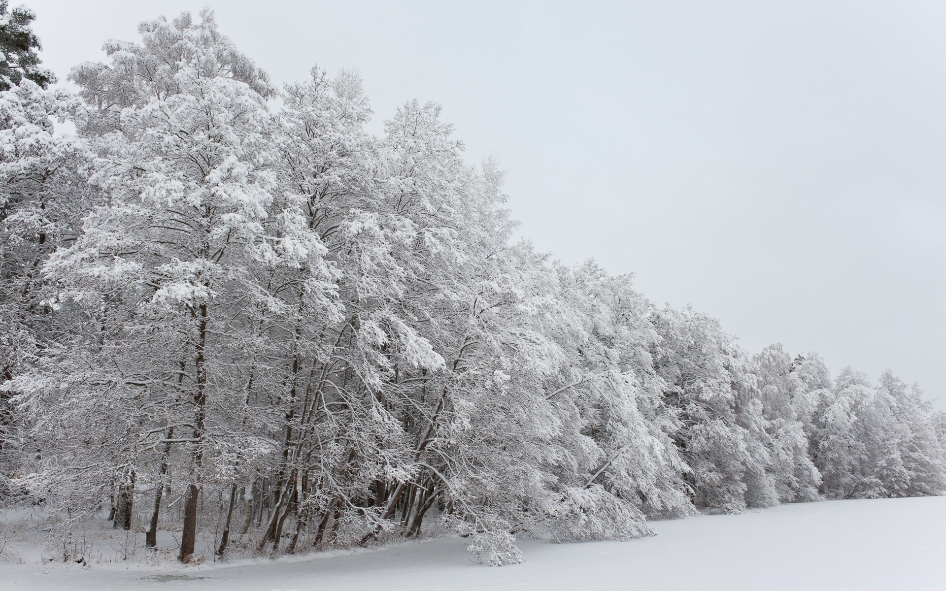 europa inverno neve gelo freddo albero stagione congelato tempo paesaggio legno ghiaccio scena scenico neve-bianco nevoso ramo natura gelido parco