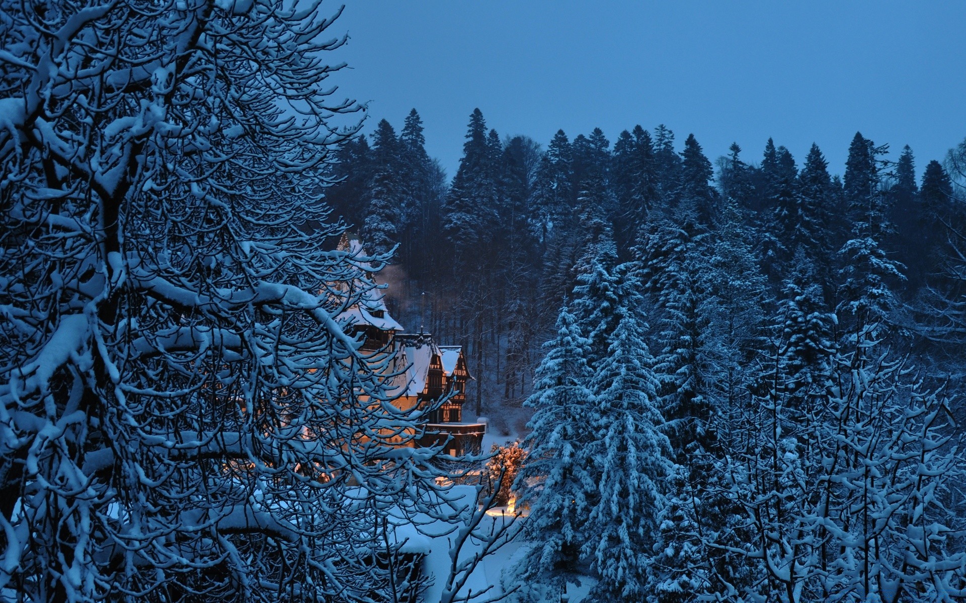 europa inverno neve geada madeira frio madeira temporada congelado natureza pinho abeto gelado evergreen gelo abeto natal desktop coníferas