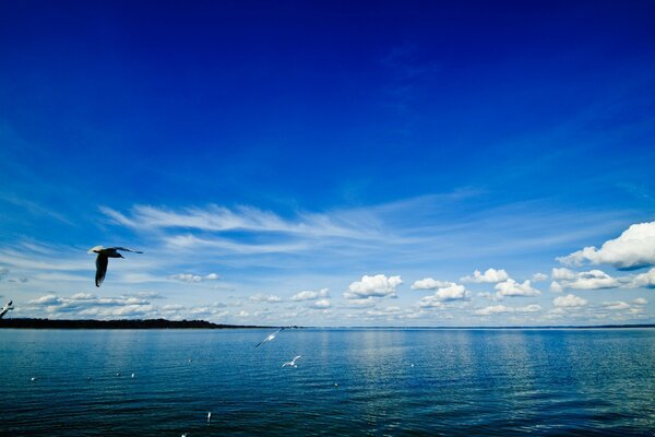 Mer bleue. Les mouettes volent