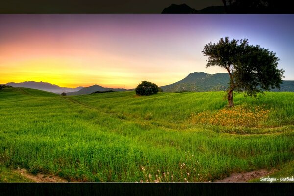 Paisaje Prado con un árbol solitario y montañas al atardecer