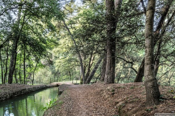 Landscape of the park with trees and a river