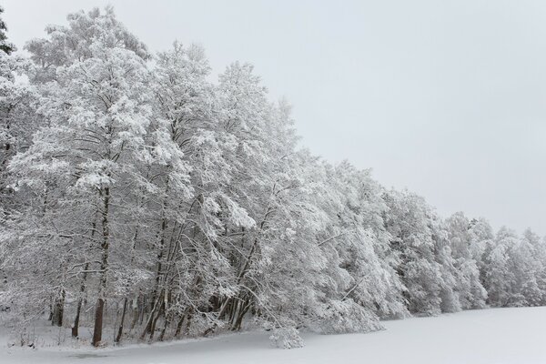 Inverno Paisagem Árvores na neve