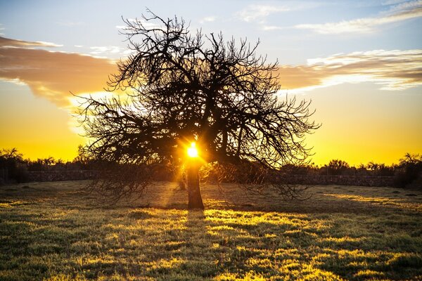 Árbol en el fondo de una puesta de sol amarilla