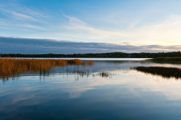 Bellissimo fiume con canne