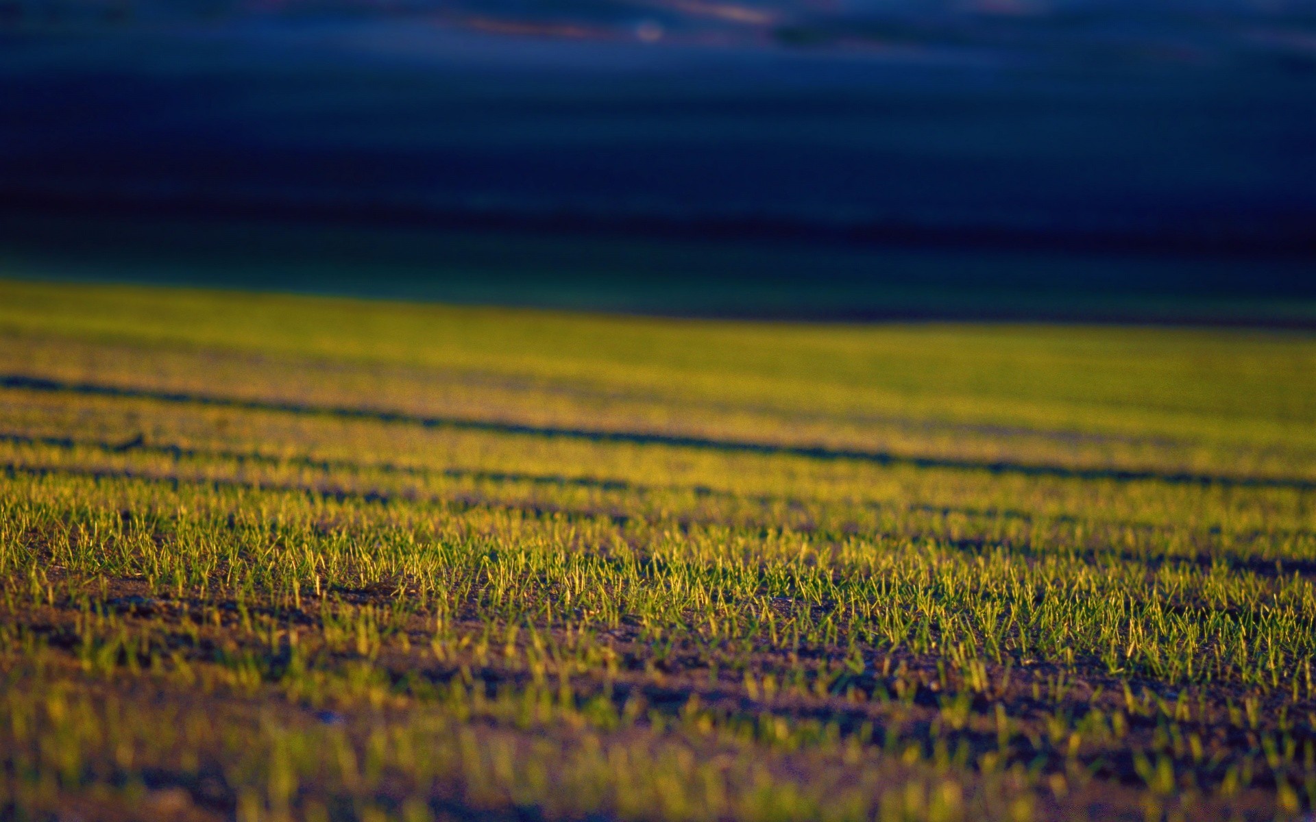 europe agriculture nature field landscape rural sunset cropland growth light farm pasture dawn countryside outdoors sky evening summer fair weather sun