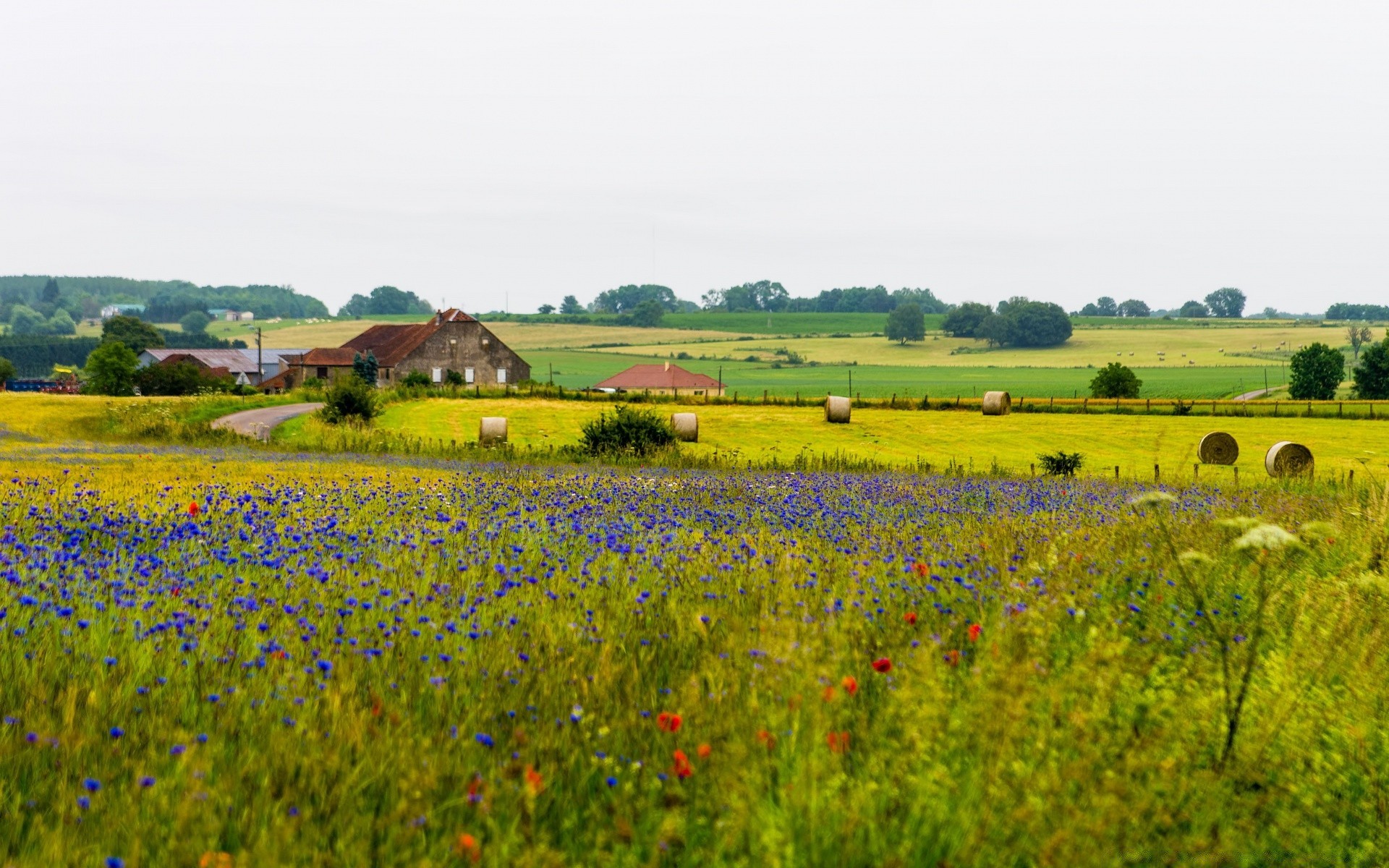 l europe champ foin agriculture paysage fleur rural nature ferme campagne flore été herbe à l extérieur pays arbre couleur pâturage saison scénique