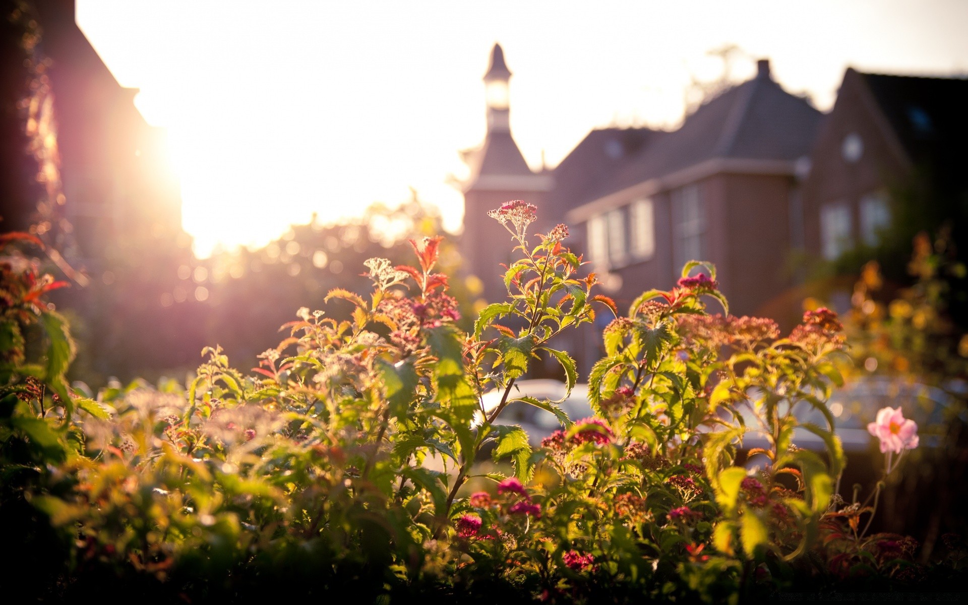 europe flower garden nature leaf landscape park flora summer outdoors color fall tree