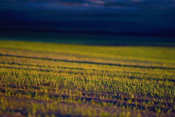 Campo seminato su sfondo blu