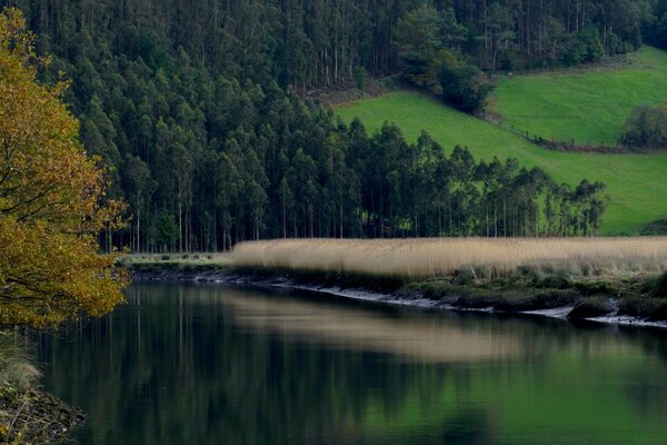 River in the forest mountain landscape