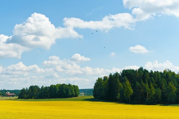 Campo de oro bajo el cielo azul