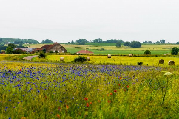 Blumenfeld in der Nähe eines Feldes mit Heuhaufen