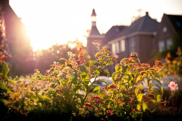 Belles fleurs sur fond de maisons européennes