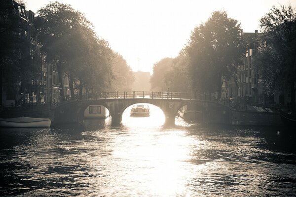 Pont sur la rivière parmi les arbres