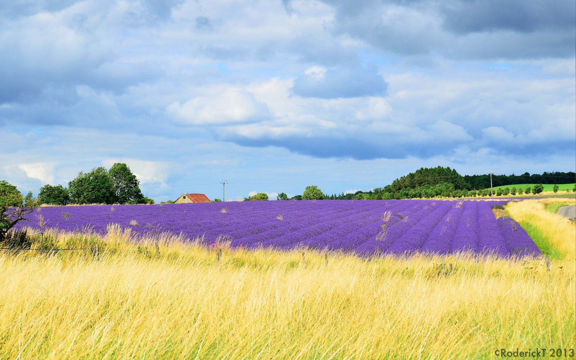 europa campo rurale pascolo paesaggio natura estate agricoltura campagna fattoria raccolto erba crescita fieno cielo sole all aperto terreno agricolo grano fiocchi