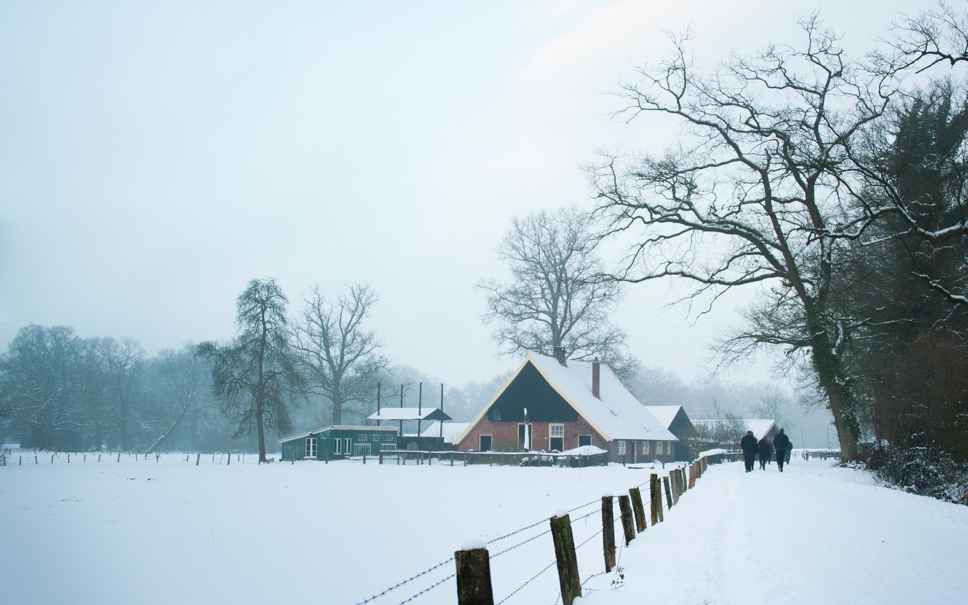 europe neige hiver froid bois bois météo brouillard congelé paysage glace gel nature à l extérieur givré eau lac brouillard plesid