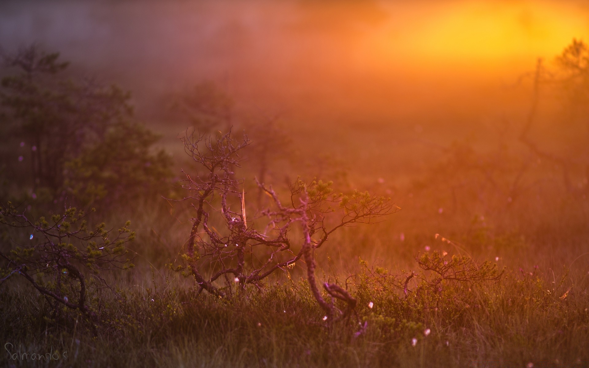 europa landschaft sonnenuntergang nebel dämmerung natur im freien herbst sonne dämmerung himmel abend gutes wetter baum gras farbe nebel licht blume tierwelt