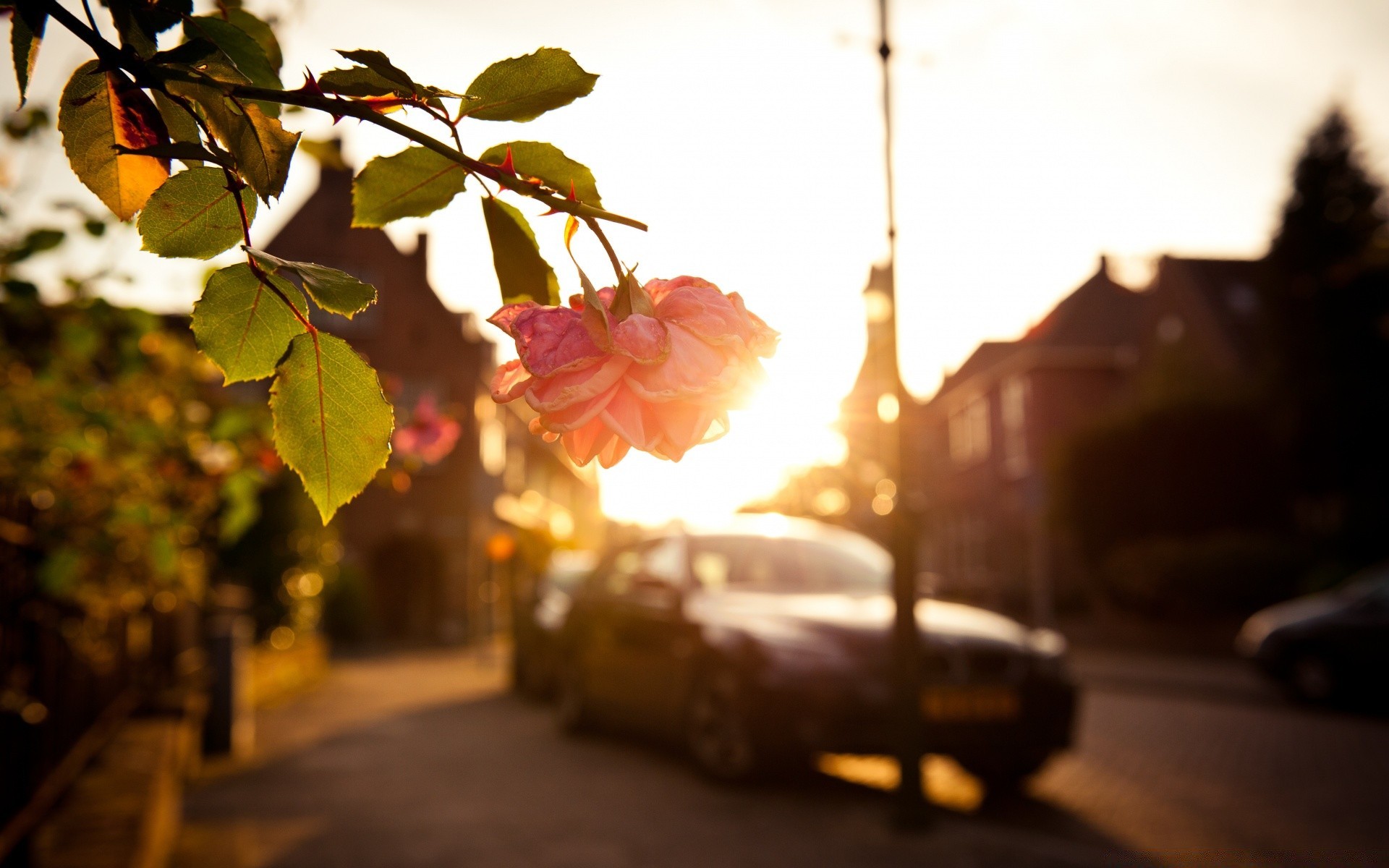 europe blur fall light landscape tree sunset outdoors sun leaf city flower