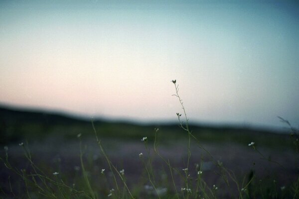 Clear sky, the grass is turning green