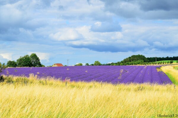 Campos de lavanda - romance provenzal