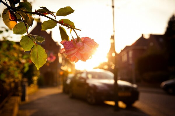 A beautiful pink rose drooped