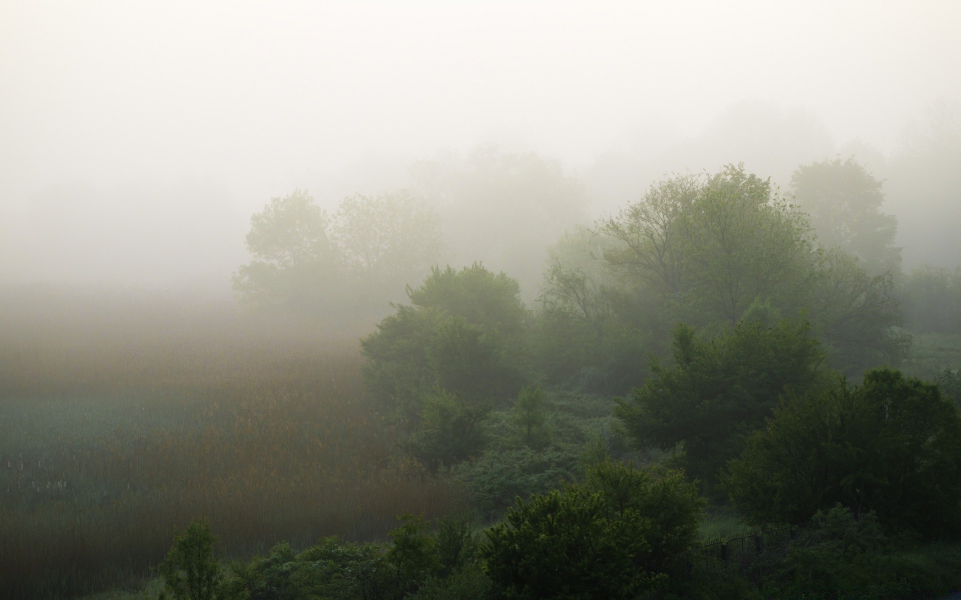 europe fog landscape mist tree nature dawn mountain weather wood sky light haze outdoors sun sunset