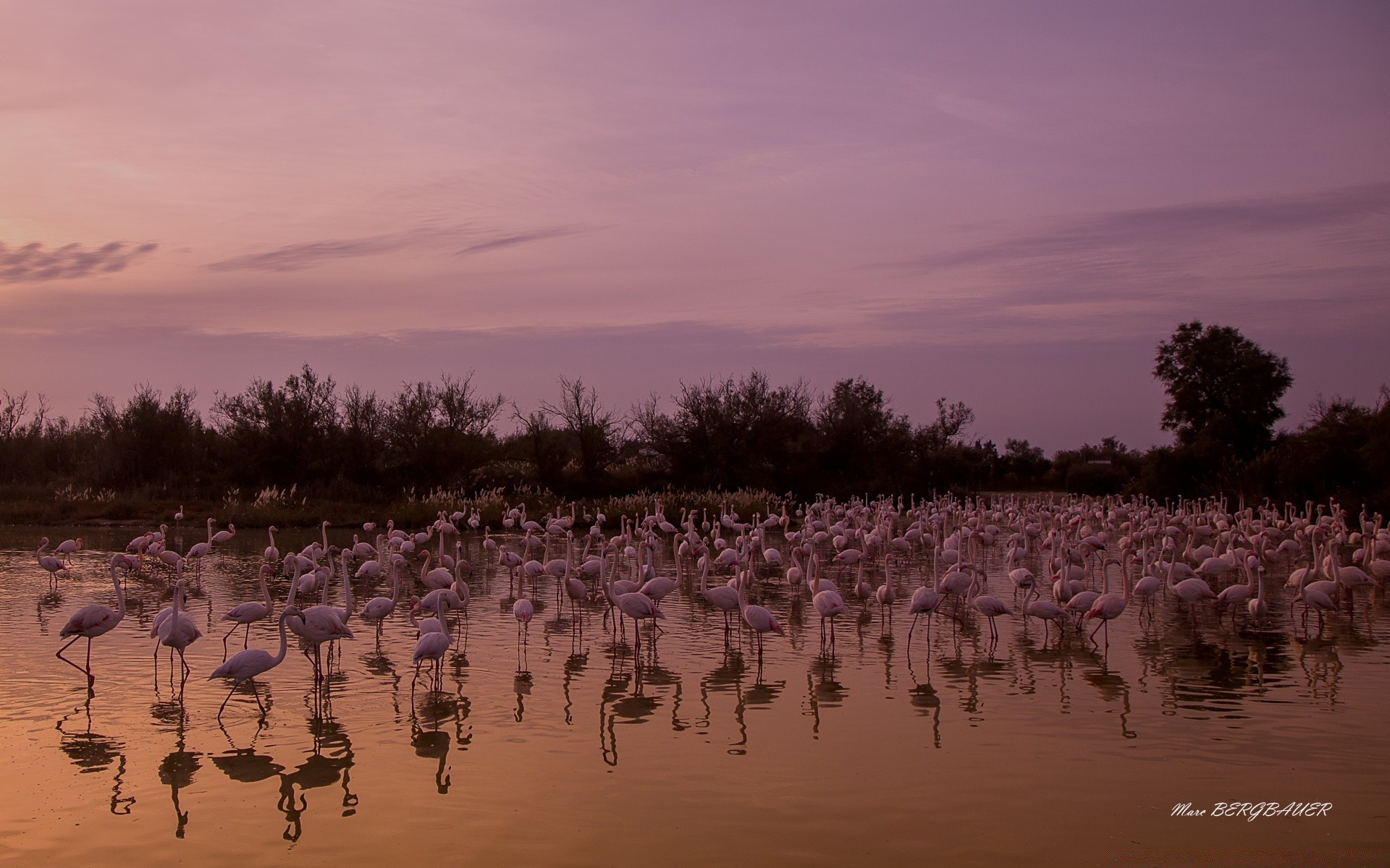 europa lago água natureza paisagem pássaro ao ar livre reflexão árvore ambiente parque amanhecer flamingo rio piscina tempo inverno vida selvagem céu cor