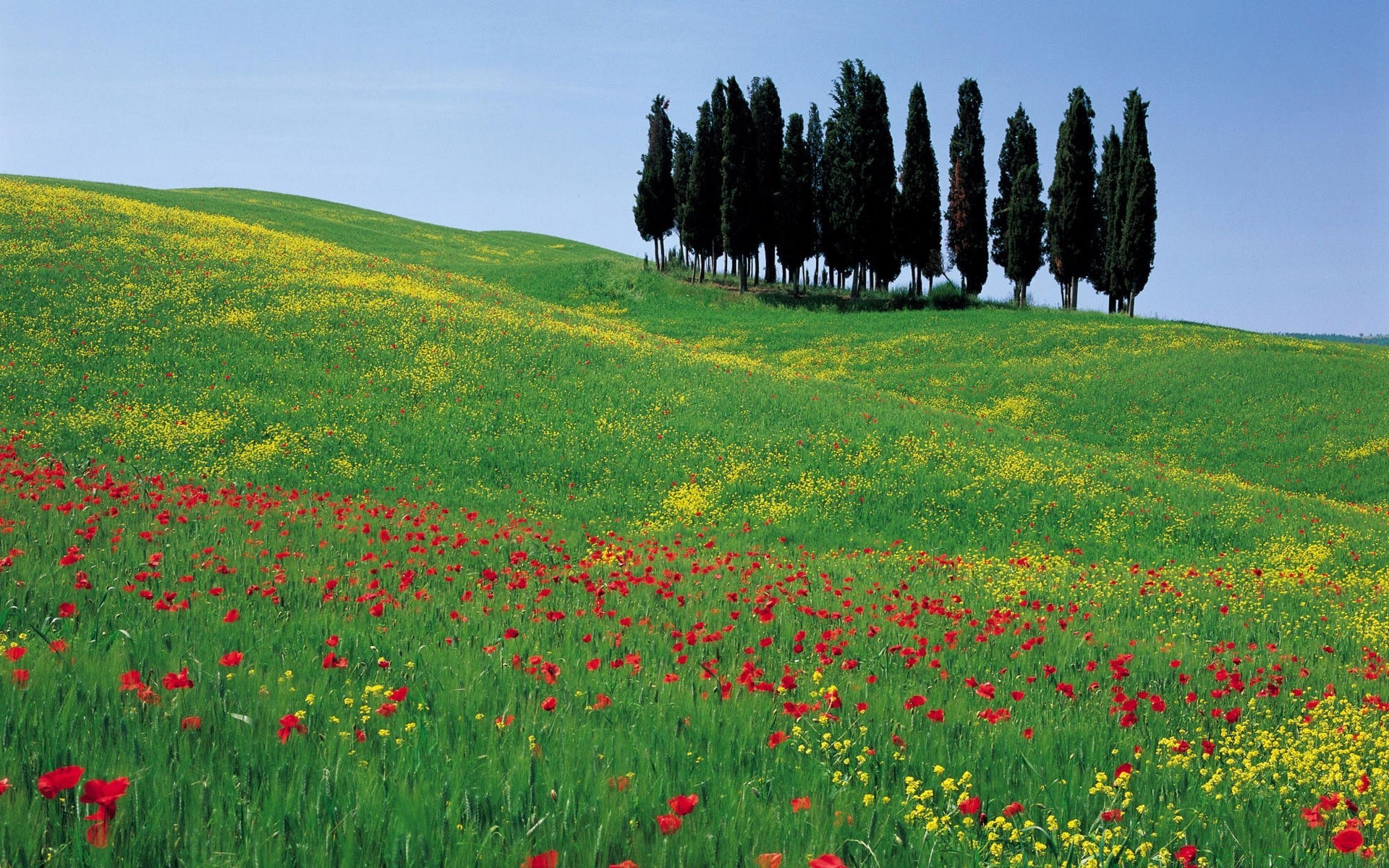 europa campo heno rural hierba flor paisaje naturaleza al aire libre verano campo pastizales agricultura poppy granja pasto crecimiento idilio buen tiempo flora