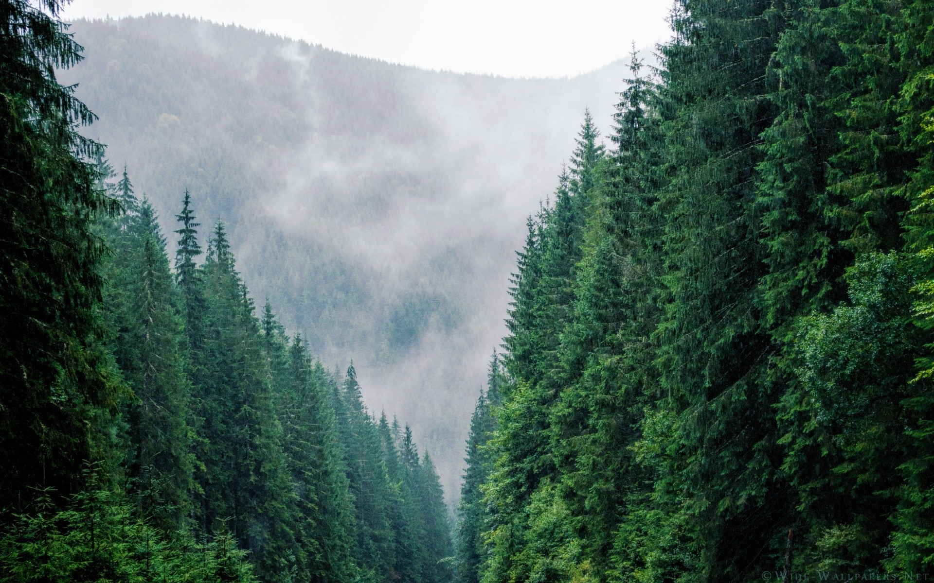 europe bois nature en plein air bois voyage conifères montagnes paysage evergreen brouillard brouillard été scénique lumière du jour