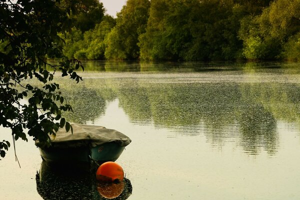 A quiet pond surrounded by greenery