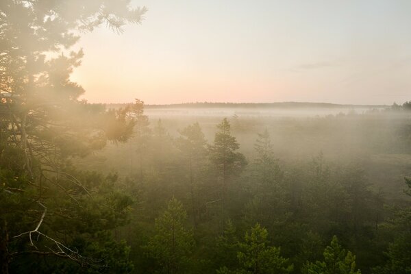 Paysage brumeux dans la forêt