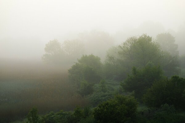 Landschaft nebligen Morgen in einem Hain