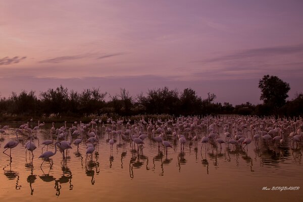 Pink herons on the evening lake