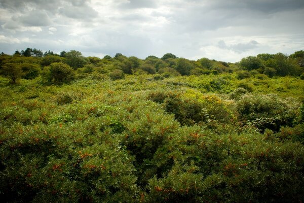 Foresta verde con tempo nuvoloso