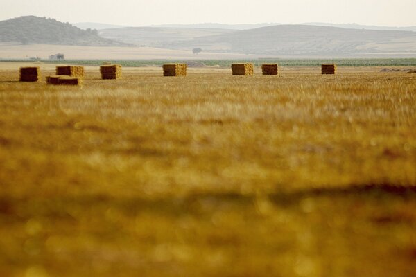 Haystacks on a yellow field