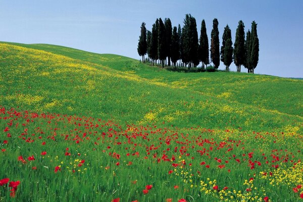 Amapolas sobre un fondo de hierba verde