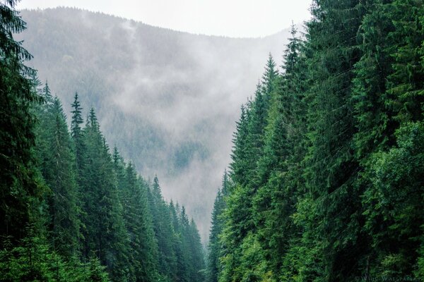 Century-old fir trees in the mountain range