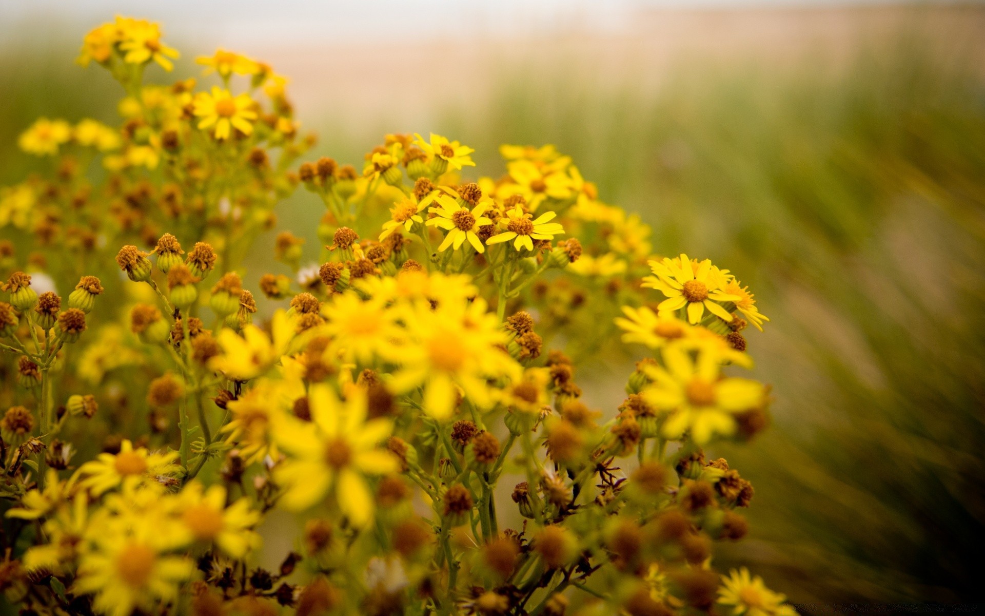 europe flower nature summer field flora outdoors sun growth fair weather leaf garden rural floral grass color bright blooming hayfield close-up