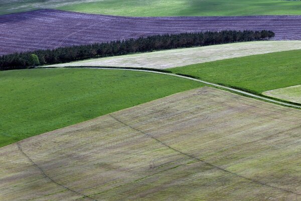 View of lavender fields in Europe